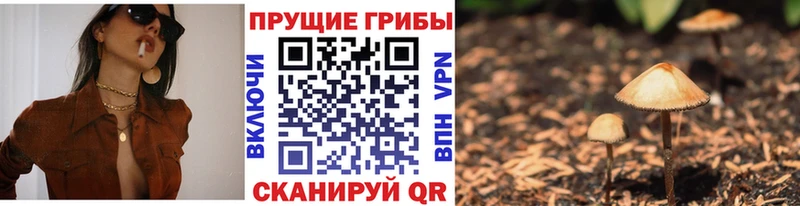 Псилоцибиновые грибы Psilocybe Саратов